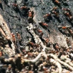 7 эффективных методов борьбы с муравьями
