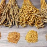 Полба — полезный аналог пшеницы. Как готовить кашу и хлеб — рецепты